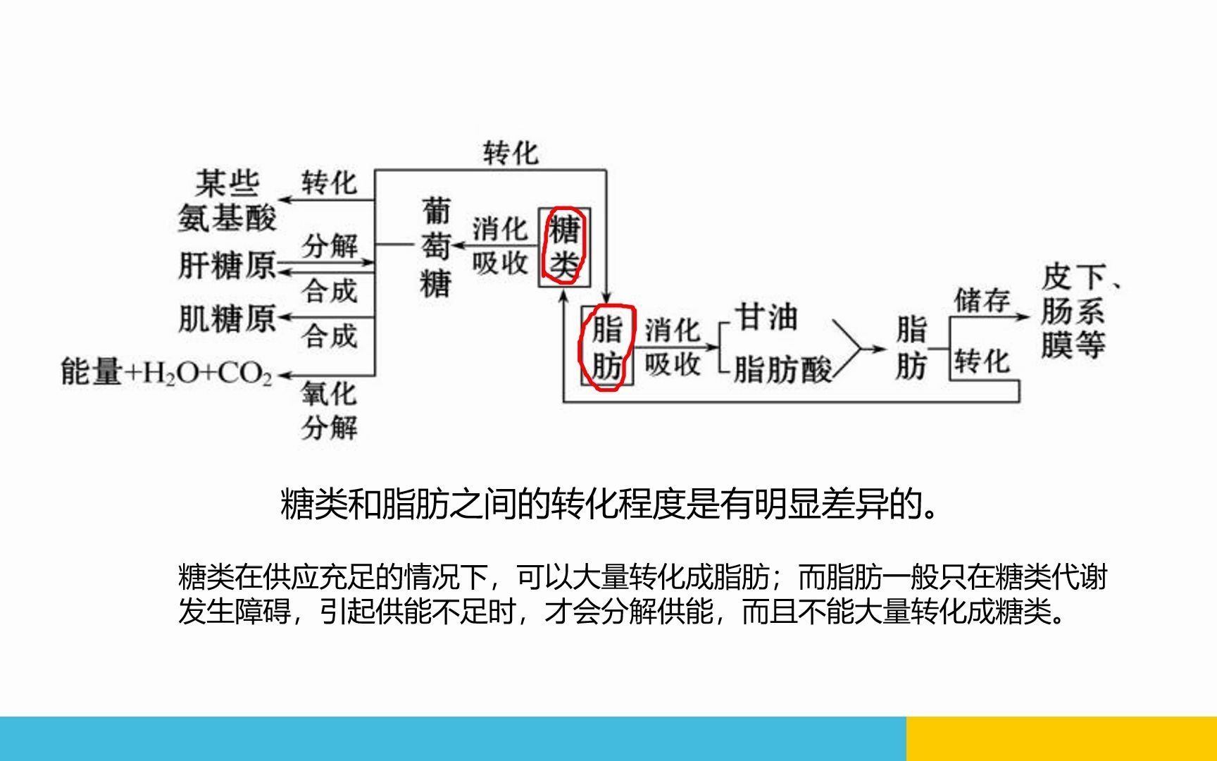 糖脂转换图图片