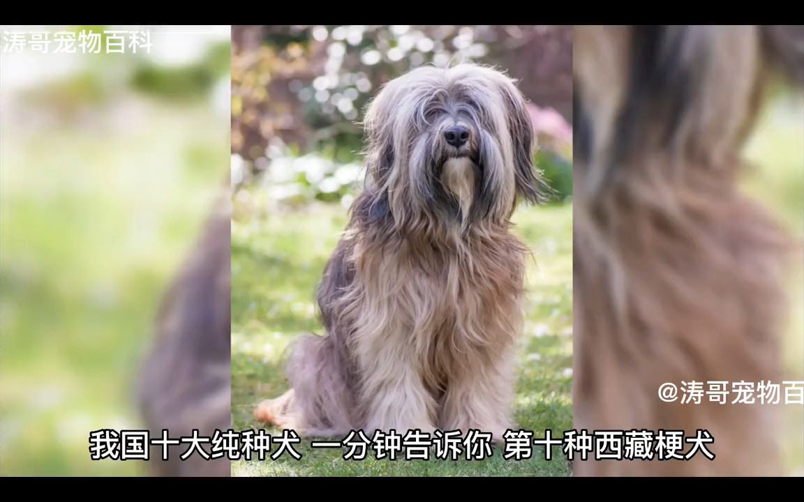 西藏梗犬狗狗推荐传说特点+由来1分种告诉你 西藏梗犬 狗狗 萌宠 宠物知识 圣犬 狗哔哩哔哩bilibili