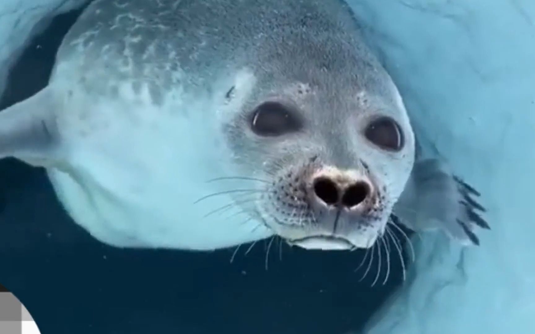 关于海豹的大鼻孔,换气儿的时候会不会有小鱼溜进去呢