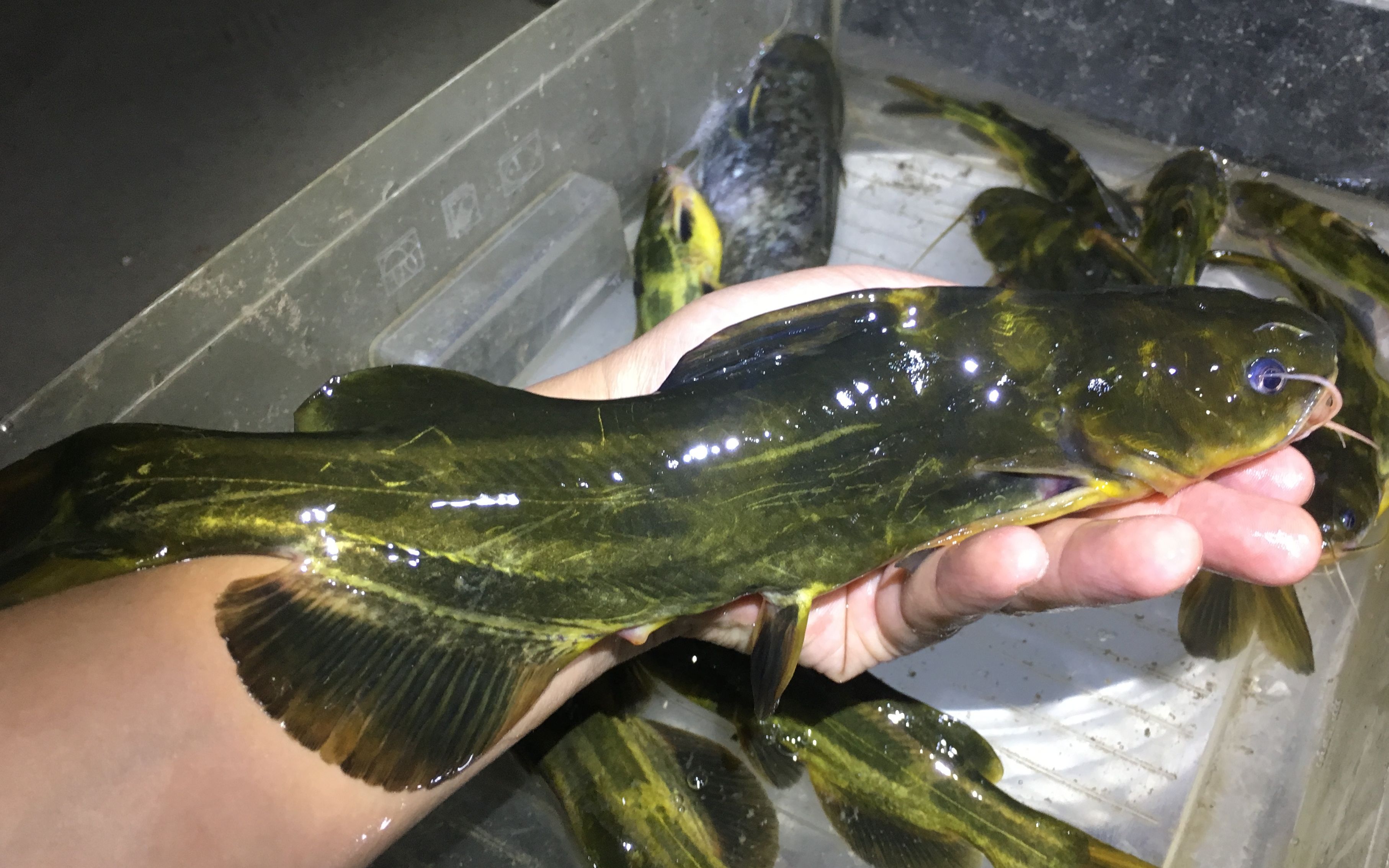 大暴雨后第三天,黄辣丁终于开口了,钓到最大的一条30厘米长