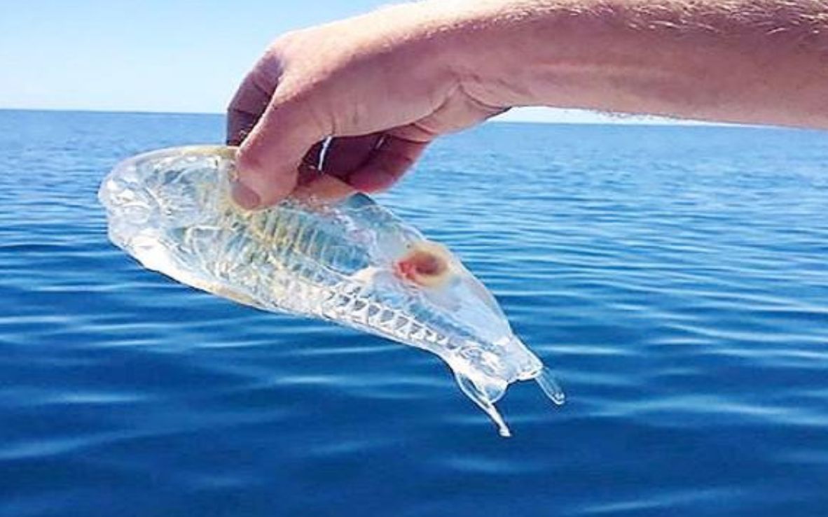 透明刺尾鱼图片