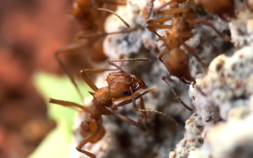 【八刺顶切叶蚁】猥琐发育别浪!