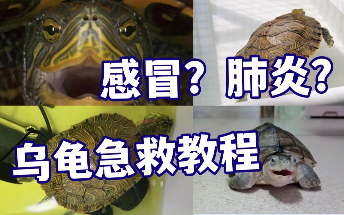 乌龟感冒肺炎救不回来?抢救教程来啦