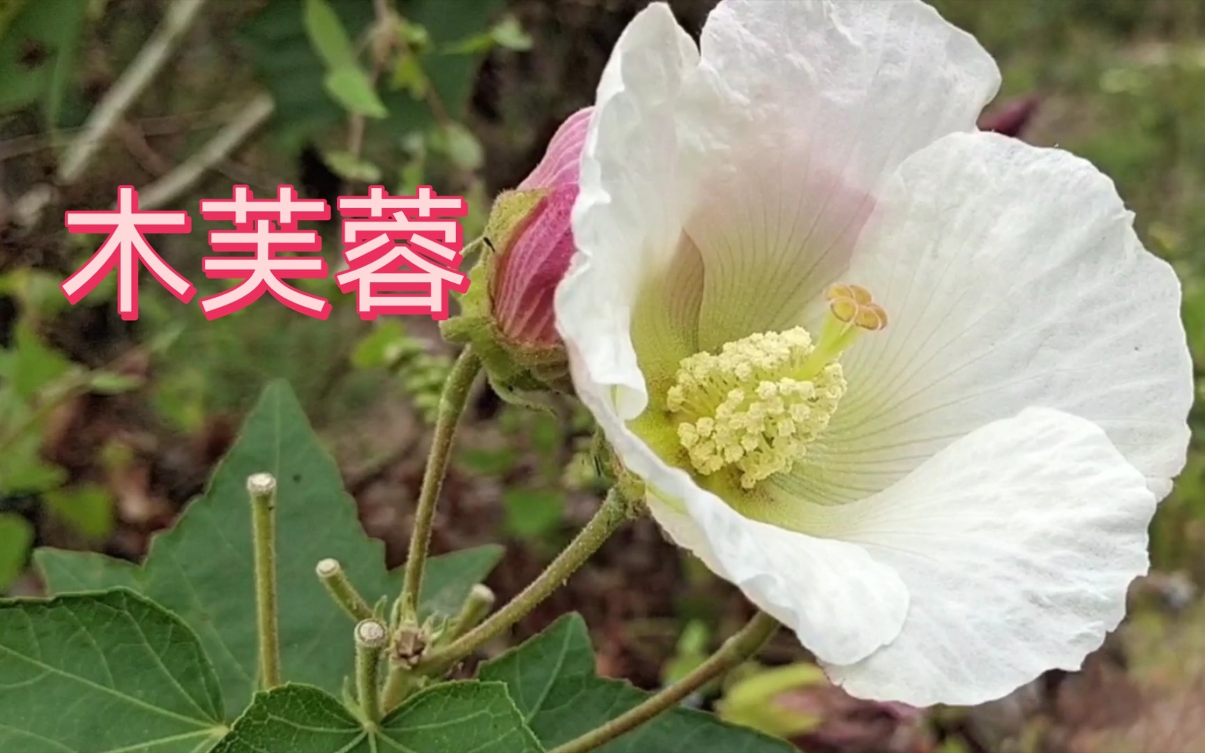 正是木芙蓉开放的时节,花大色美分外妖娆,快来赏花哔哩哔哩bilibili