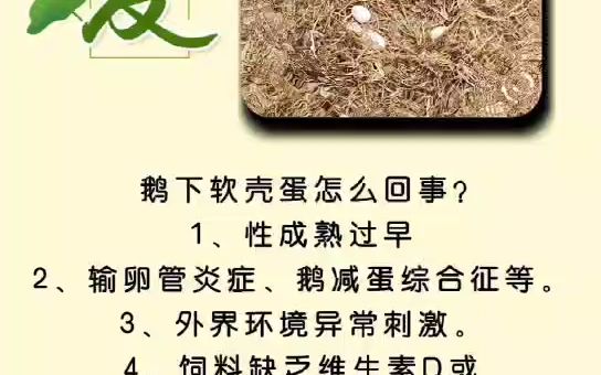 鹅下软壳蛋是什么原因 怎么改善鹅蛋壳质量 大鹅下软皮蛋怎么治