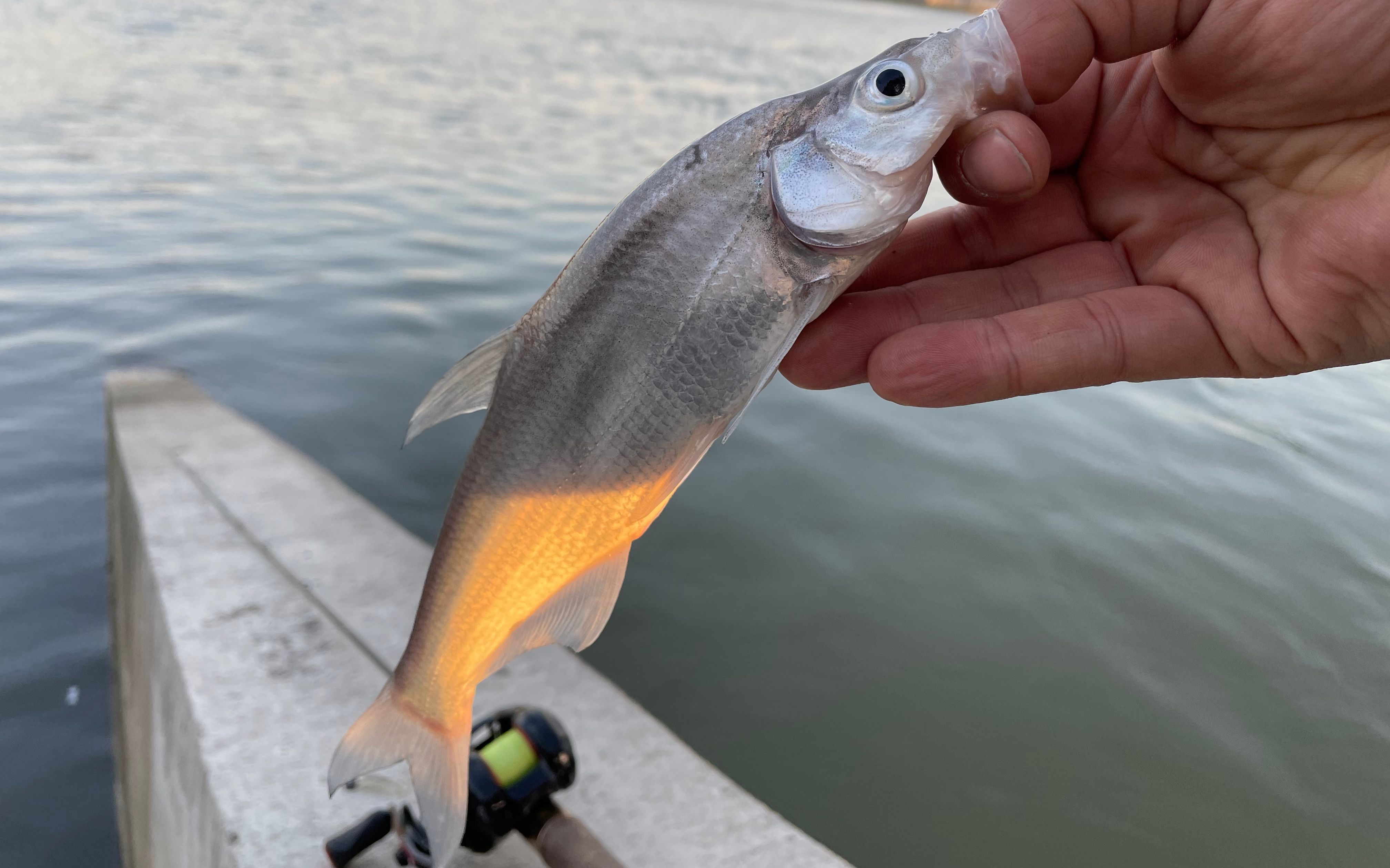 冬季路亚青稍温度虽然很低但是给口还是挺猛的微物路亚不打龟哦