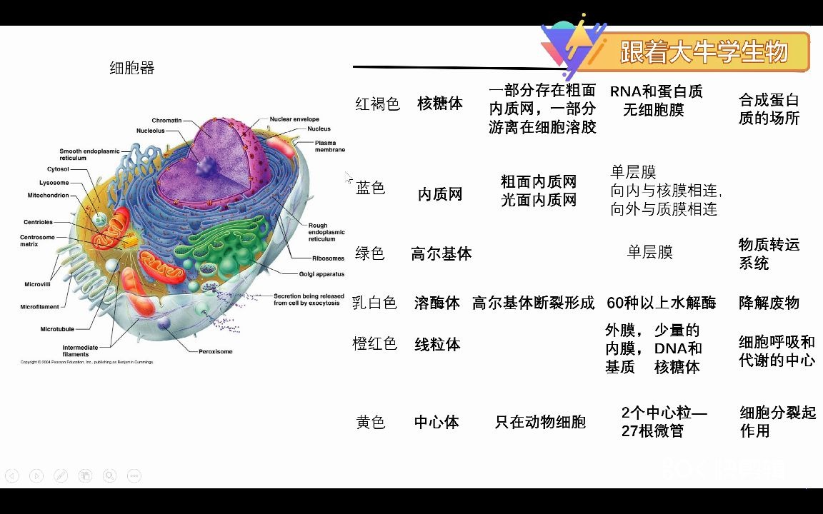 高中生物必修一 (浙教版)2.3 细胞质哔哩哔哩bilibili