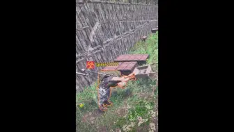 SCUM 奇行种