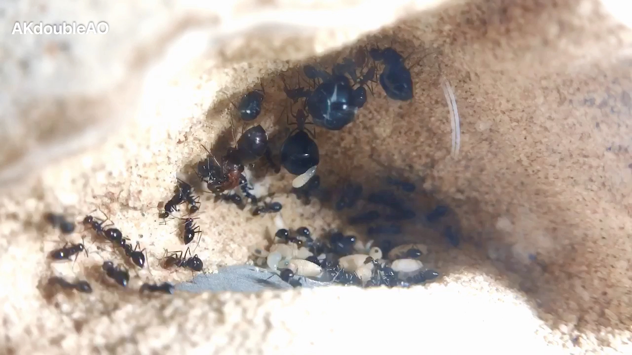 黑黑的罐子天上挂拟态小丑蜜罐蚁myrmecocystusmimicus