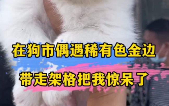 稀有色金色边牧、您们喜欢吗?哔哩哔哩bilibili