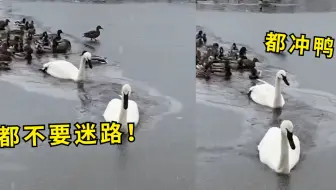 跨种族友谊！鸭群在冰湖中寸步难行，两只天鹅暖心护航破冰领路