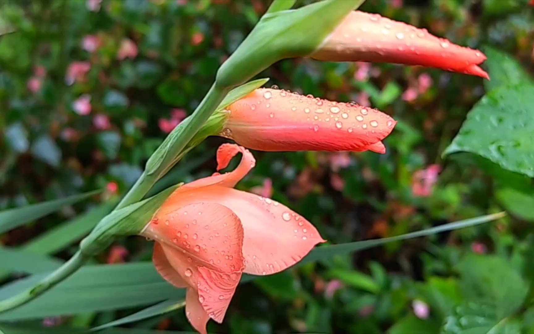 世界四大切花之首:唐菖蒲(剑兰)