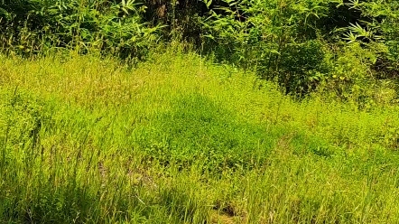 骑行探钓旅途!悠闲下坡返程路!盛夏时节!小竹林边的休憩时光~【空军日记】哔哩哔哩bilibili