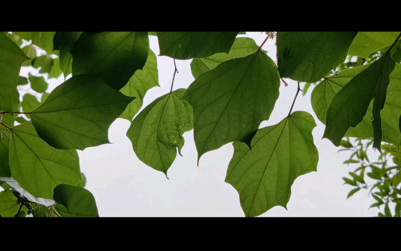 [图]邀你共听一场雨｜听听，那冷雨｜夏天一起淋雨，淋的是浪漫｜空镜