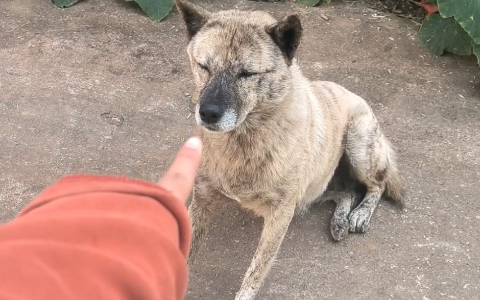 对每一只冷漠的坏狗指指点点