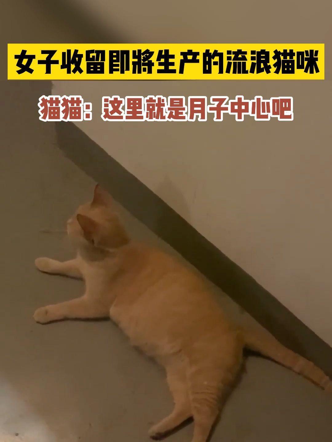 猫咪收留中心图片