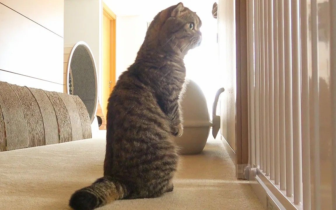 奶油家:lulu猫一整天都在看新来的小猫一家