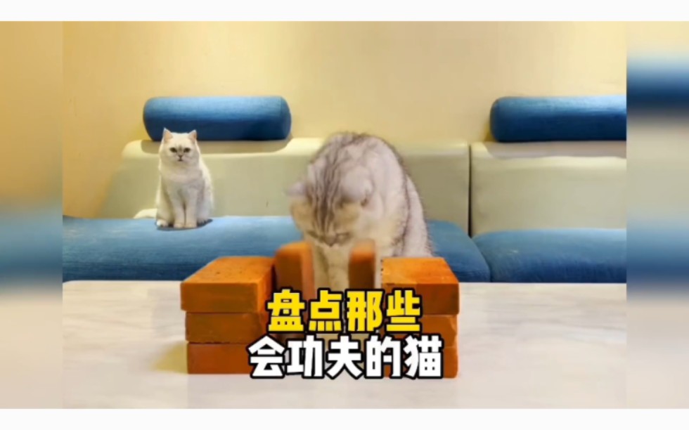 [图]盘点那些会功夫的猫星人