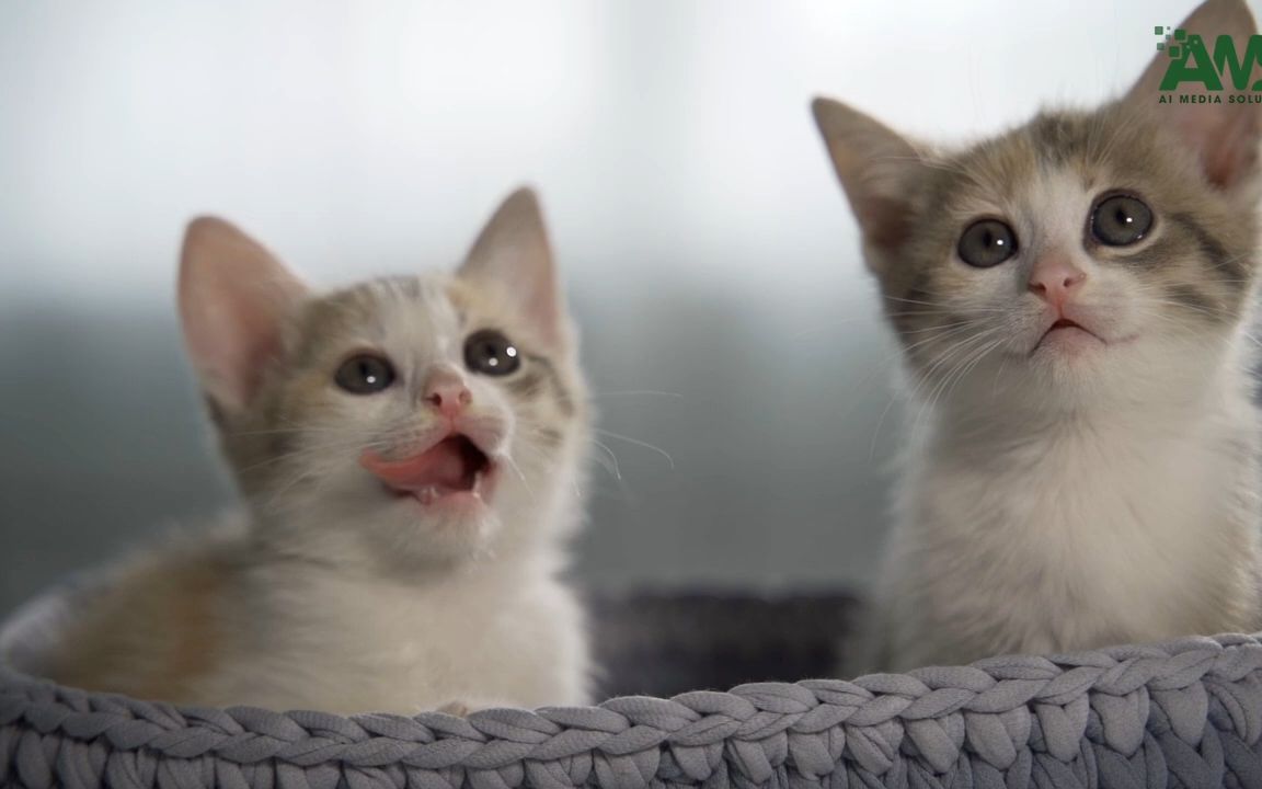 动物宝宝-可爱的小野生动物与放松的音乐(9)