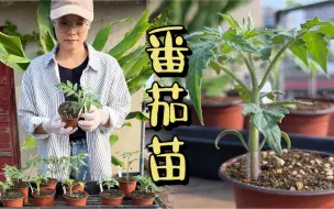 Tải video: 一颗健壮的番茄苗是怎样子的？