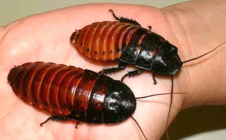 【有毒】叫声如同你老婆漏气的马达加斯加发声蟑螂开箱