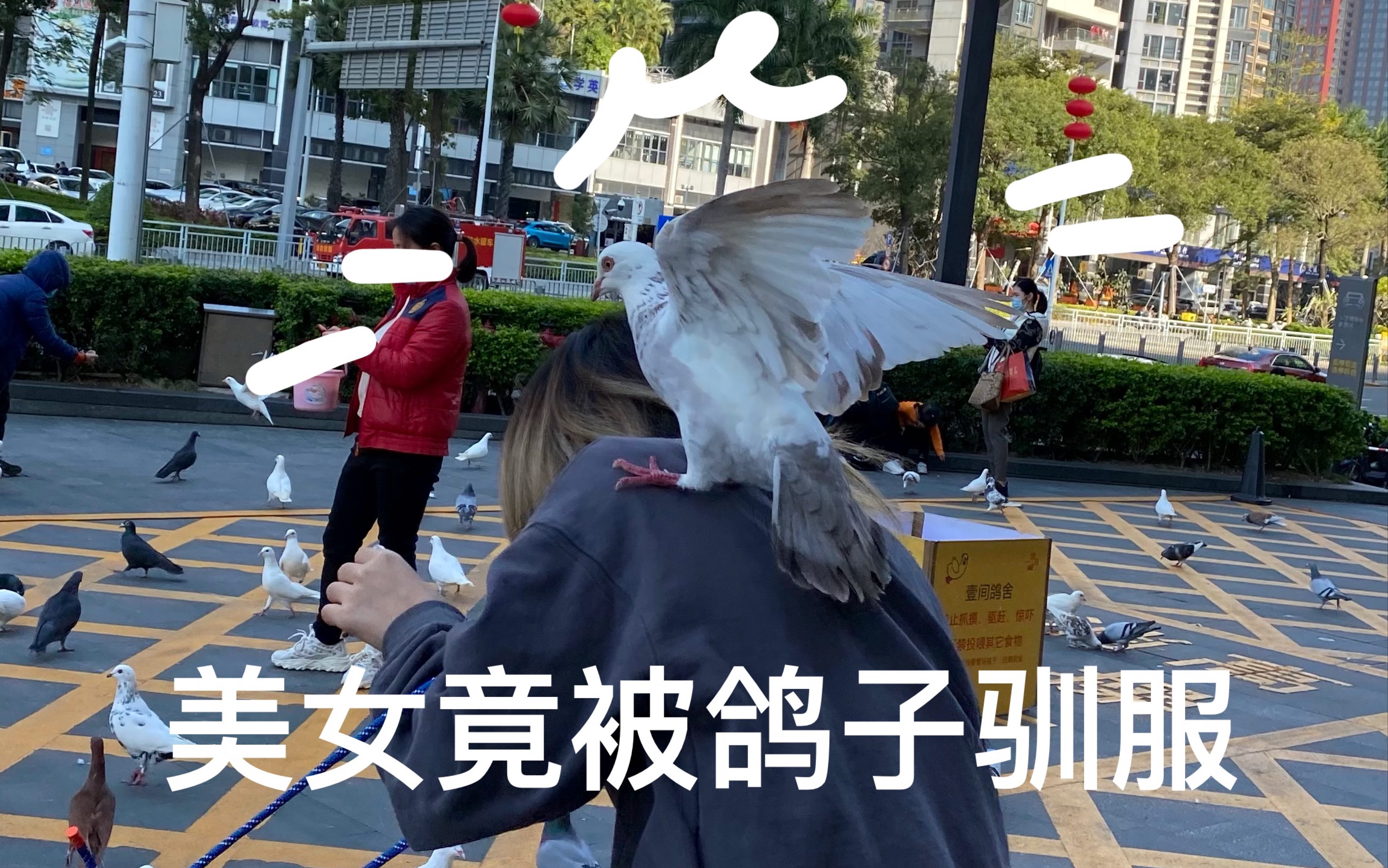 美女竟被鸽子驯服
