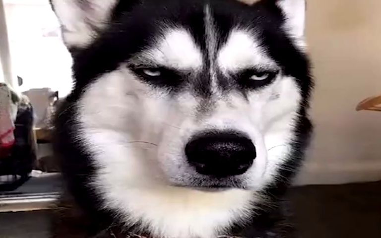 大家好,我是狗界的搞笑担当~二傻子