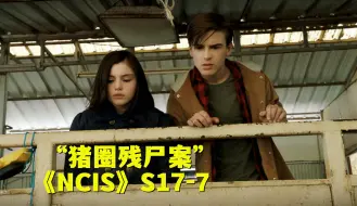 Download Video: 猪圈惊现一具人类残尸，死者被群猪啃食死状太过凄惨！《NCIS》第十七季第7集