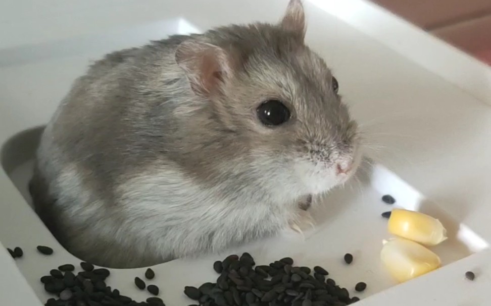 【仓鼠】芝麻汤圆吃芝麻