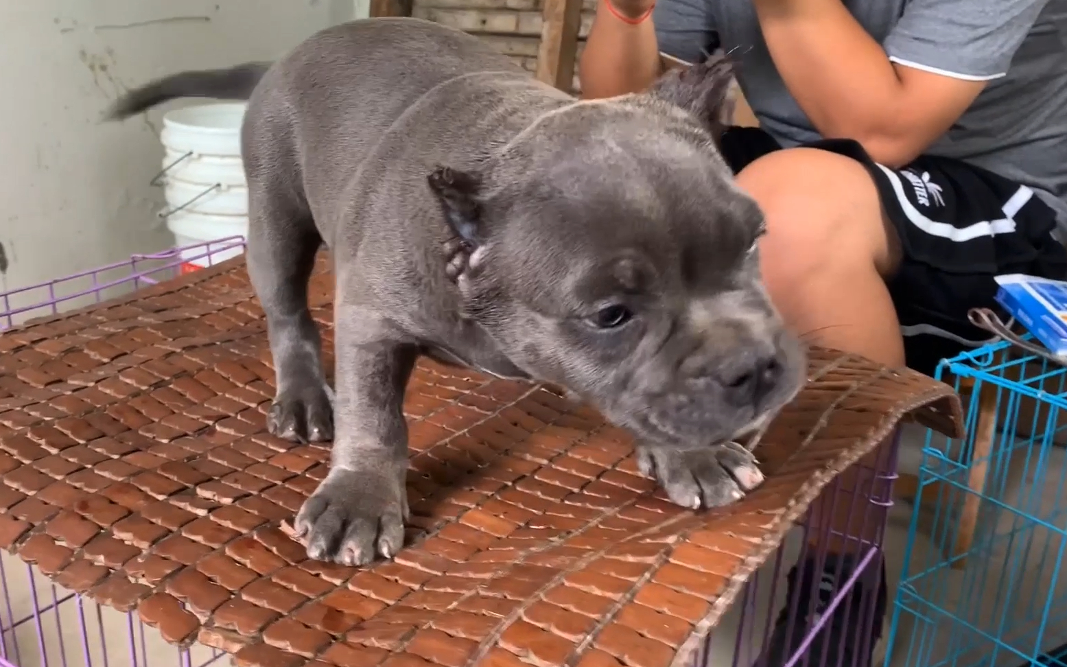 实拍:恶霸犬裁耳朵手术到苏醒,狗子:你们在干啥?我耳朵呢?