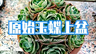 多肉植物 入冬户外地栽碧桃上盆 哔哩哔哩 Bilibili