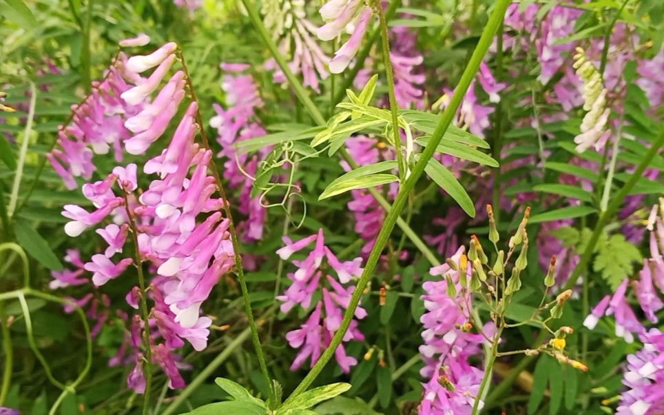 长柔毛野豌豆|植物的野趣_哔哩哔哩_bilibili