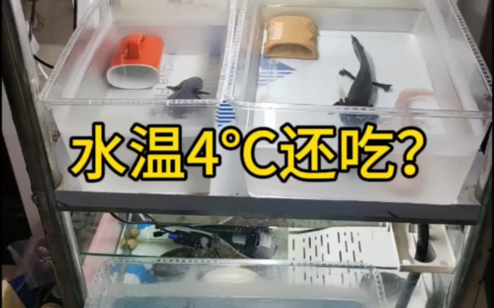 六角恐龙水温15~25度之间,低了15度,高了25度会不吃,水温10度以上可以正常活着,再低就会有危险哔哩哔哩bilibili