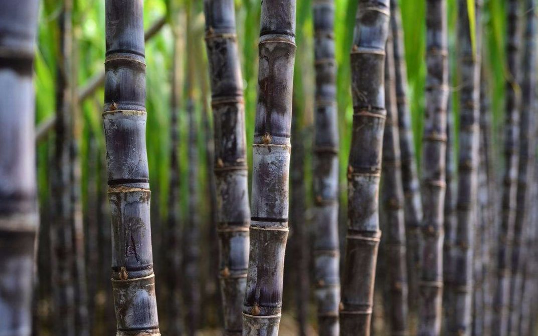 古巴三千万吨甘蔗卖不出去,我国伸出援助之手,只因这点原因!