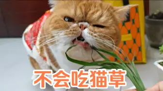 Télécharger la video: 【加菲】猫是猫，加菲是加菲④