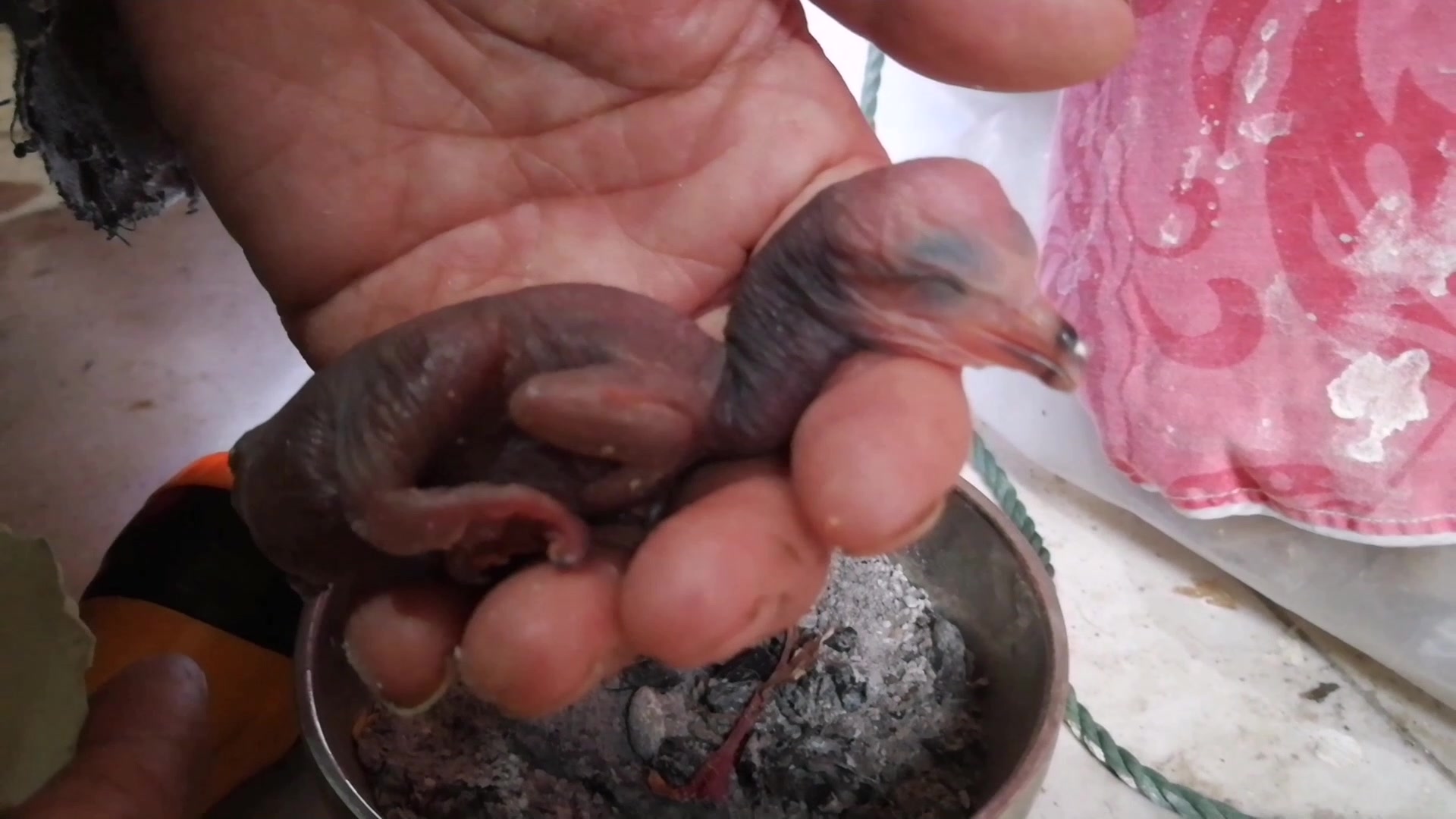 小鱼鹰又出生了,镜头记录出壳全过程,太神奇了