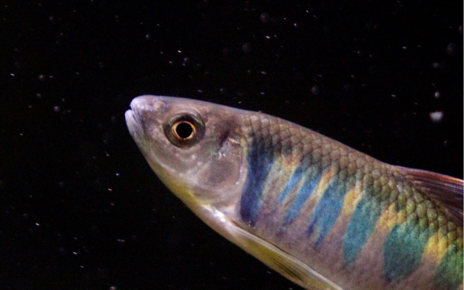 【原生鱼】猎猎长鳍,滟滟金光.长鳍鱲打斗场景.