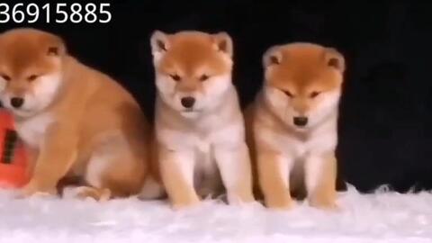 贵阳宠物狗交易群小柴犬好养吗纯种日本柴犬吃什么狗粮好北京哪里有卖日本柴犬的柴犬聪明吗怎样养好一只柴犬宠物狗宠物狗品种大全和价格 哔哩哔哩