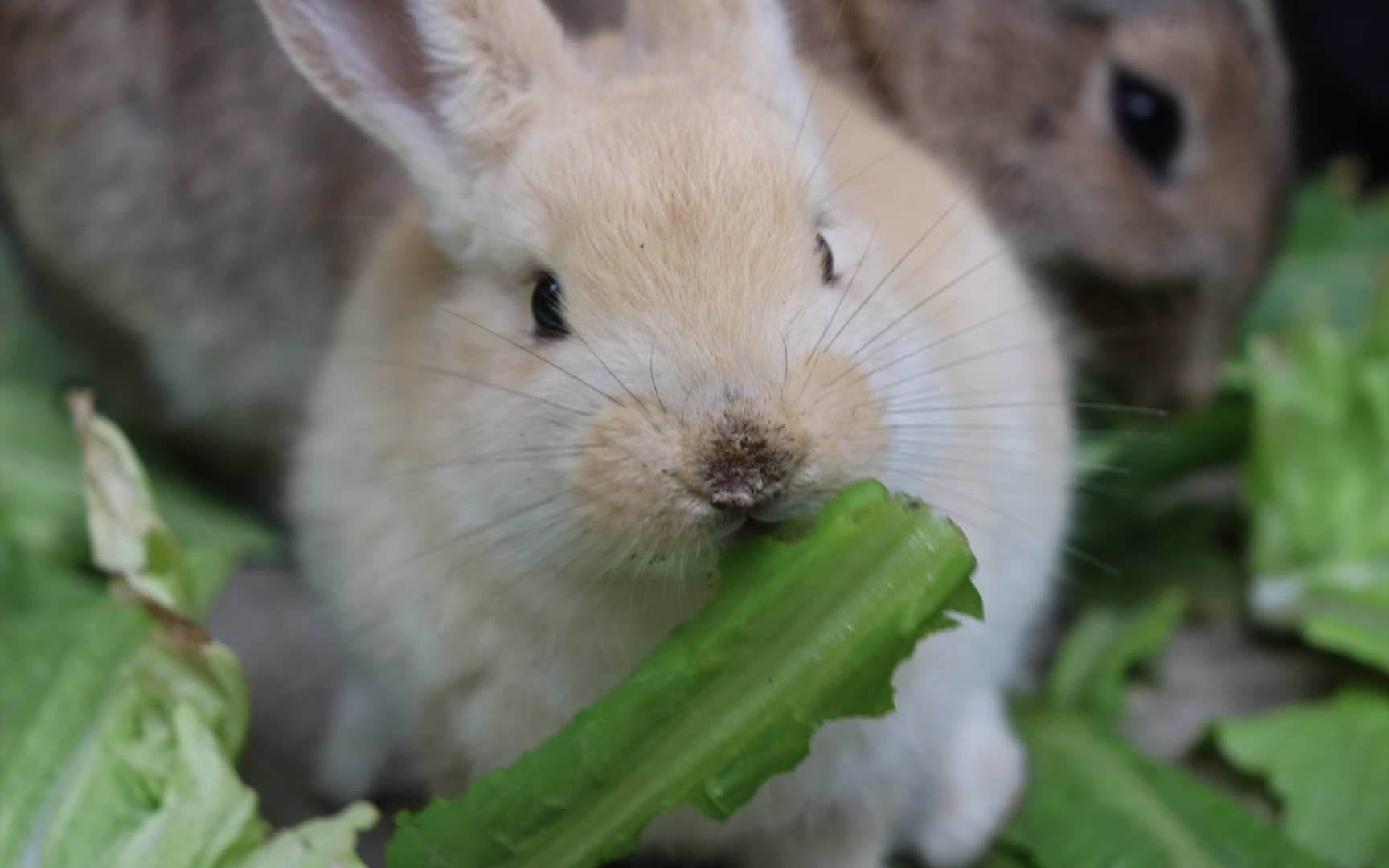 兔子洗脸时最可爱