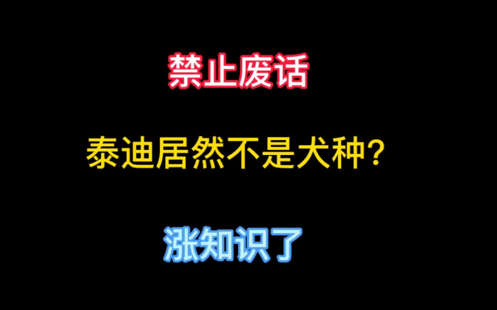 禁止废话:泰迪居然不是狗的一个品种?哔哩哔哩bilibili