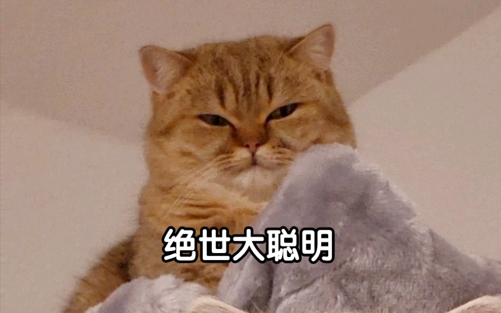 给大家看看我家最傻的猫吧哔哩哔哩bilibili