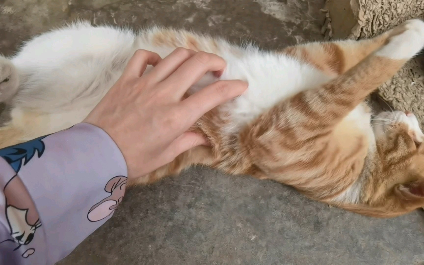 大橘猫的肚皮随便摸