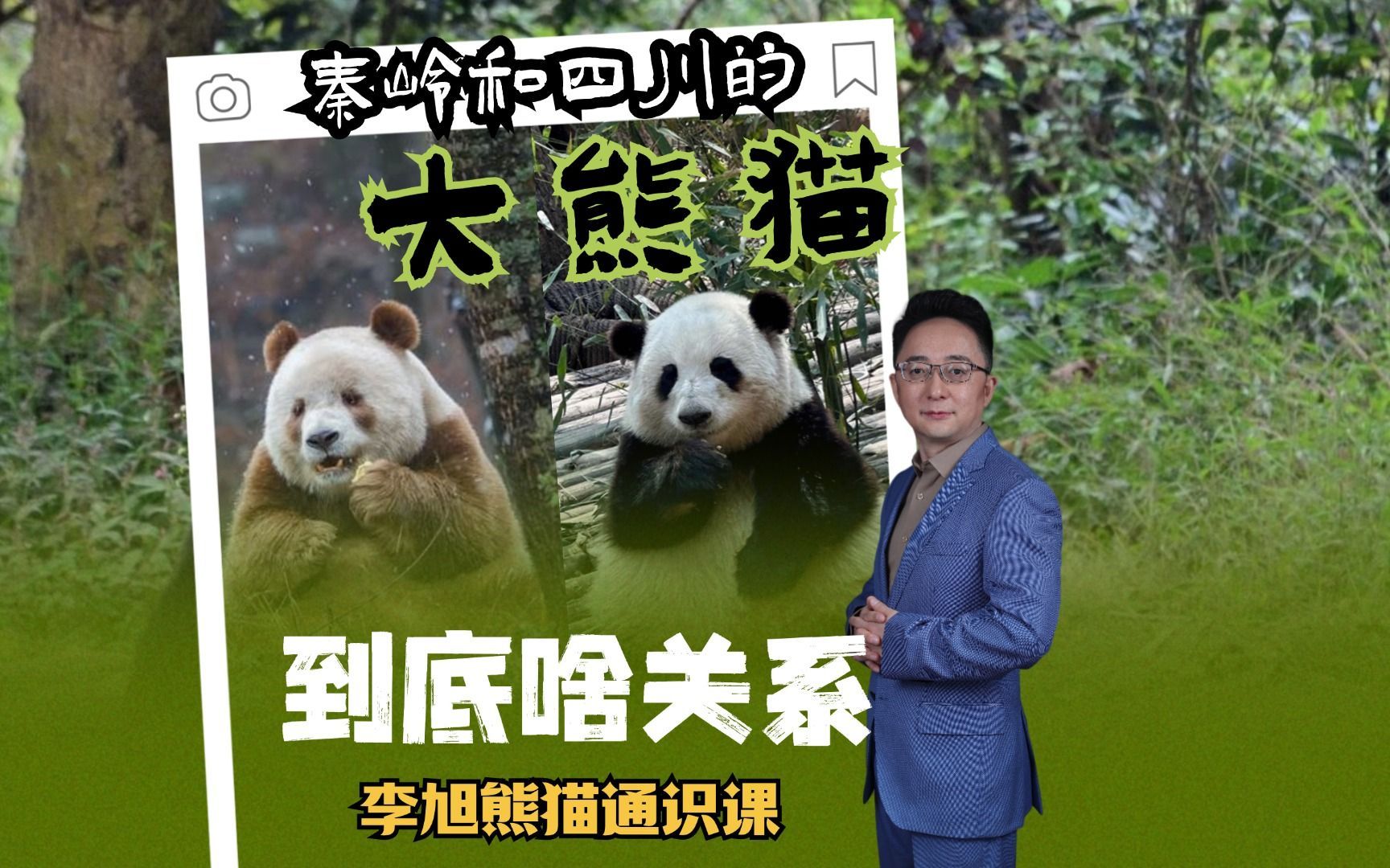 秦岭和四川的大熊猫到底啥关系