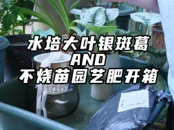 快来看我40度高温天，北阳台花园又买了啥？