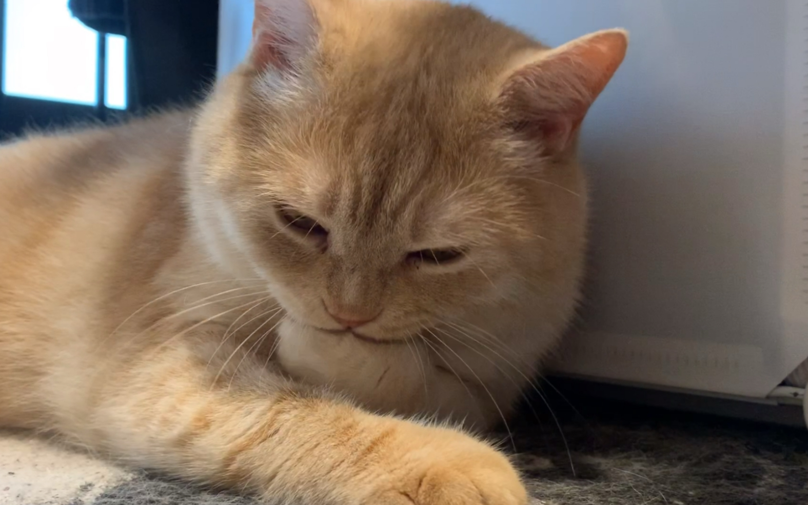 橘猫:有不会吃手手的猫咪吗?教学视频来了!