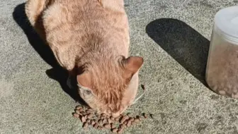 #her黑暗ngan#【吃猪肉(恰居逆耳near)】隔壁邻居家个ber白桔的偷袭ang黄橘猫mou，凑热闹(cier㸎搂)茹猫(鱼哞)掐鱼肉nier。