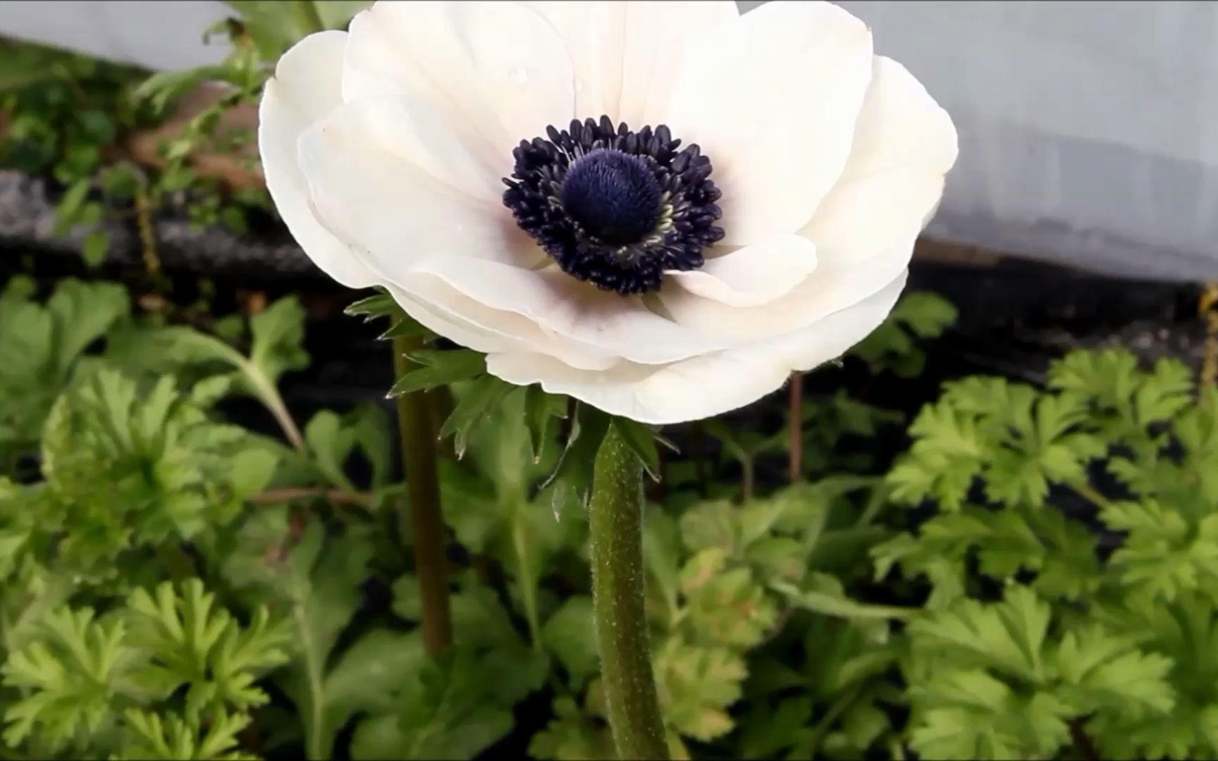 [图]「银莲花」从根块到开花的种植方法 视频来源见视频下方简介