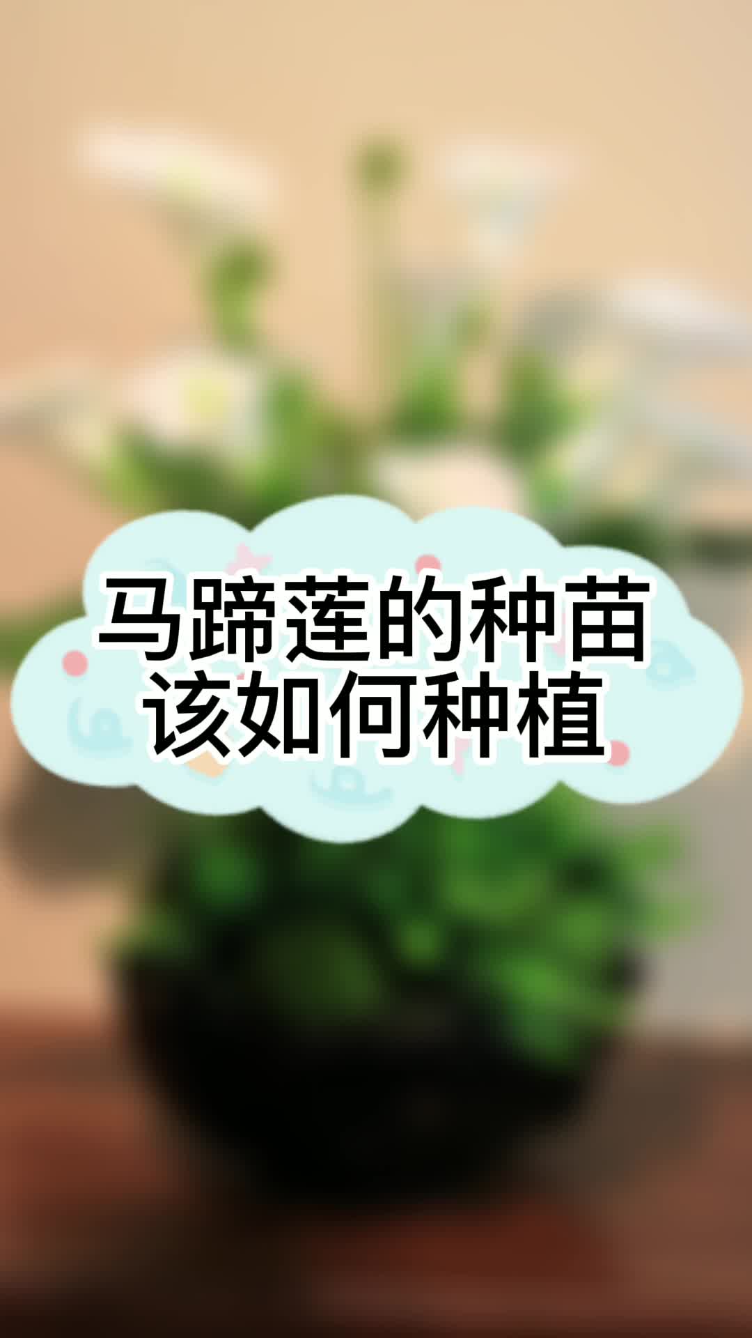 马蹄莲不烂球且花期长应该如何种植哔哩哔哩bilibili