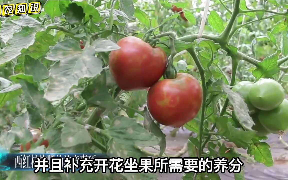 种西红柿、辣椒、豆角高产把好3关,防死棵、控旺促花,保花保果哔哩哔哩bilibili