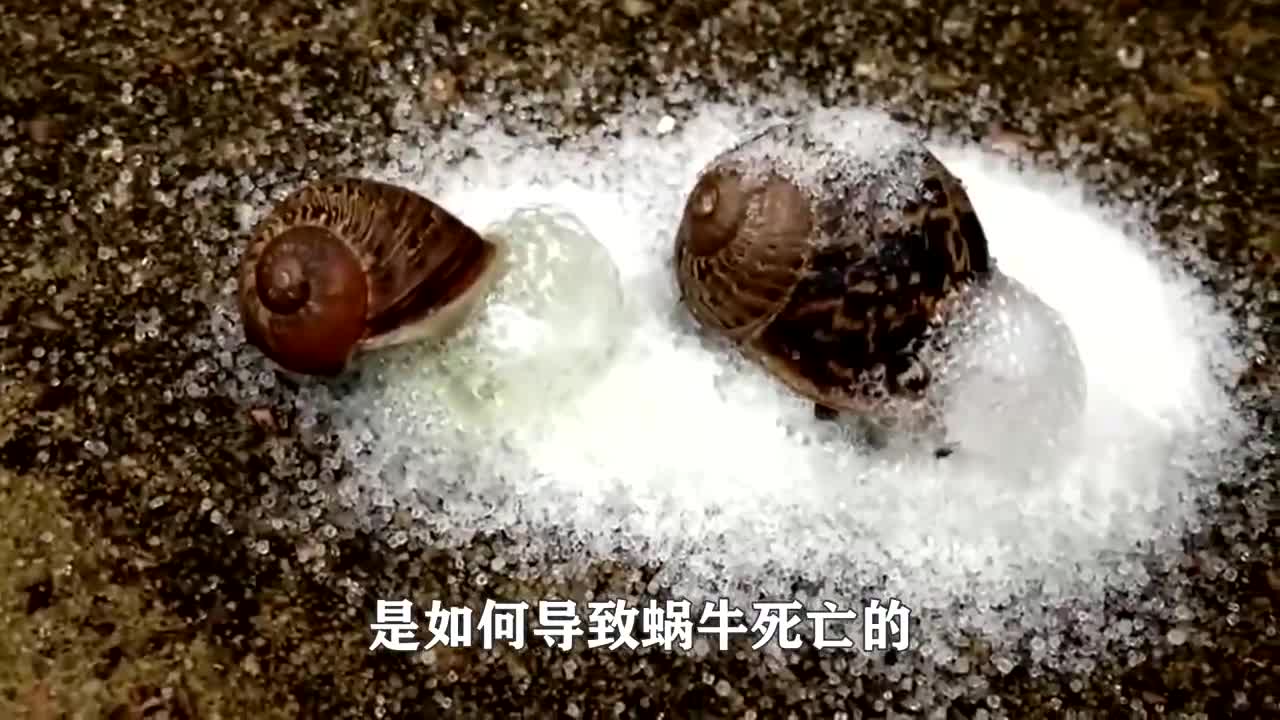 盐为什么能杀死蜗牛?它难道是水做的?蜗牛究竟是害虫还是益虫哔哩哔哩bilibili